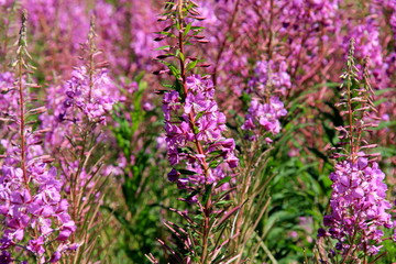 Obraz premium Blooming Willow herb on blue sky background, Ivan chaj tea 