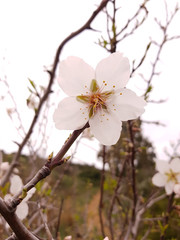 Fiore di mandorlo