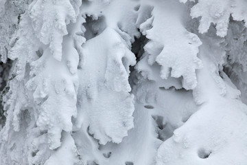 Snow in the forest of the Ivanščica Mountain, Croatia