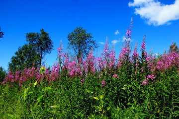 Blooming Willow herb on blue sky background, Ivan chaj tea 