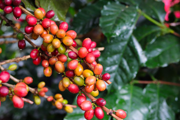 bunch of fresh coffee bean on coffee tree