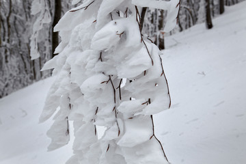 Snow in the forest of the Ivanščica Mountain, Croatia