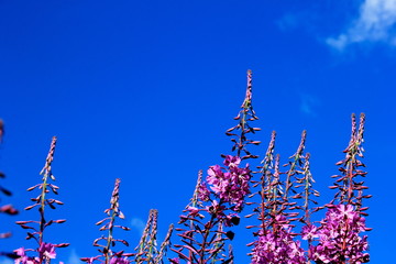 Blooming Willow herb on blue sky background, Ivan chaj tea 