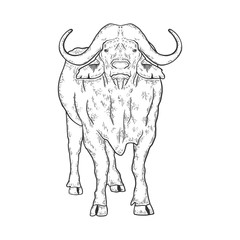 Buffalo animal sketch engraving vector illustration. T-shirt apparel print design. Scratch board imitation. Black and white hand drawn image.