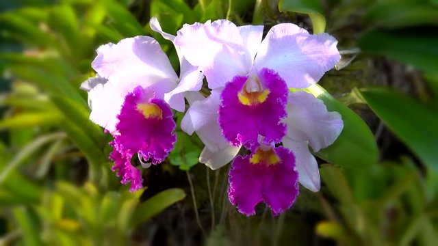 Orchid flowers  in backyard. Cattleya orchid flowers blooming in the wind with soft sunlight shining from the back at sunset ,4k video. 