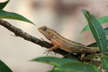chameleon spotted at tree
