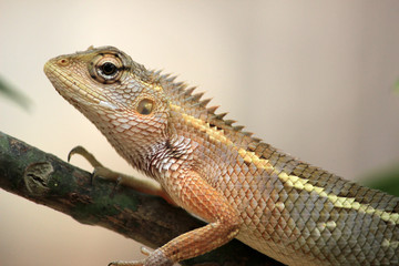 chameleon spotted at tree
