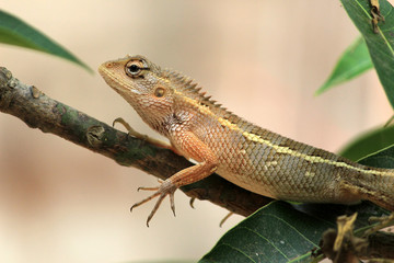 chameleon spotted at tree