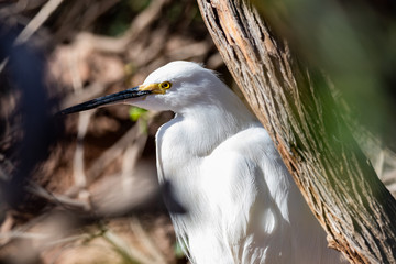 White egret with yellow eye