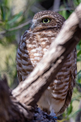 Burrowing Owl