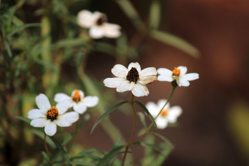 Flowers in multi colour