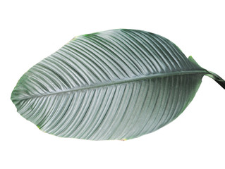 Fototapeta na wymiar Big green banana leaf on a white background. Isolated exotic foliage for decoration