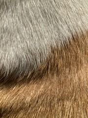 texture of fur