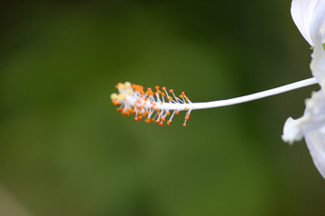 White Hibiscus flower