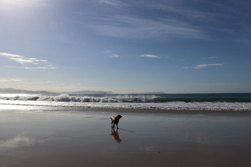 Hund am weiten Strand