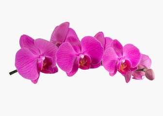Naklejka na ściany i meble Phalaenopsis orchid isolated on white background
