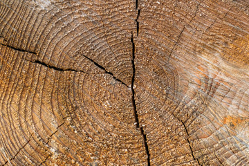 texture of wood cut with annual rings