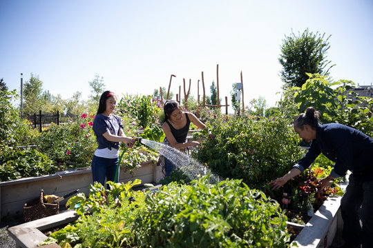 Family Watering Plants In Sunny Community Garden