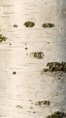 texture of white bark of birch tree