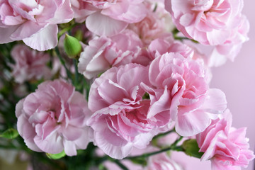 Bouquet of pink carnations on pink pastel background. Carnation for mothers day, wedding and valentines day. Close up