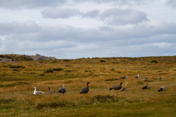 flock of geese in field