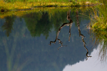 reflections on a lake 