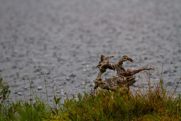 rain on lake 