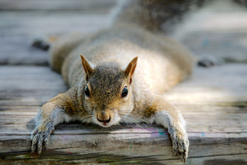 Grauhörnchen in Florida