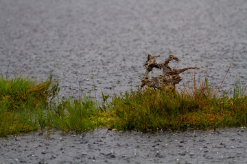 flock of birds in flight