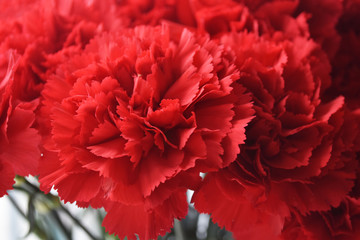 Bouquet of red carnations on white background. Carnation for mothers day, wedding and valentines day. Close up