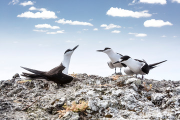 three sooty tern birds, Onychoprion fuscatus seabird singing clifftop