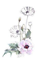 Hand drawn mixed watercolor and linear floral arrangement with picturesque white poppies, buds and leaves isolated on a white background. Floral illustration for wedding invitations, cards, patterns.
