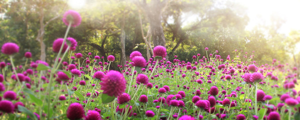 Obraz premium Pretty manicured flower garden with colorful