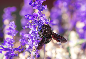 Violet carpenter bee