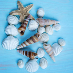 Sea shells on a blue wooden background