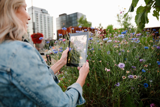 Woman With Digital Tablet Camera Photographing Flowers In Urban Community Garden