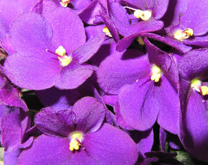 Beautiful violet flowers. Purple suitable background.