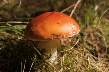 Close up of red Fly Amanita (Amanita Muscaria) in the forest in fall. Autumn colorful scene background in sunlight. Poisonous mushroom. Detail of toxic Fly Agaric in grass with leaves. Europe
