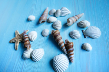 Sea shells on a blue wooden background