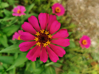 Close up beautiful pink or purple of zinnia flower blooming in the garden