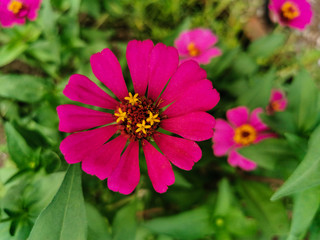 Close up beautiful pink or purple of zinnia flower blooming in the garden