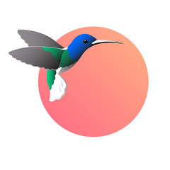 Colorful drawing of birdies colibri. Waving its wings on a round red background. Vector isolated illustration for logo or emblem.