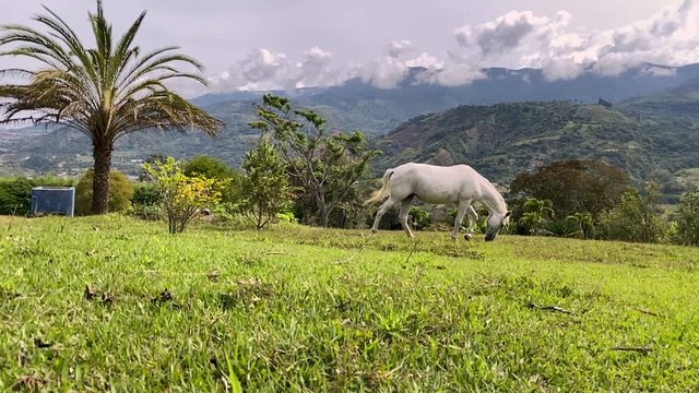 Horses grazing the grass at Bocono mountains, Trujillo State. Venezuela