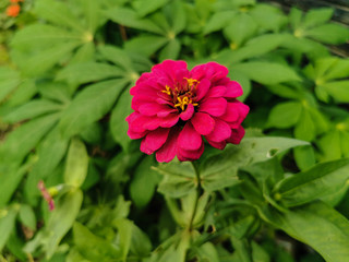 Close up beautiful of purplish red zinnia flower blooming in the garden. Single Fresh flower with natural green leaves background