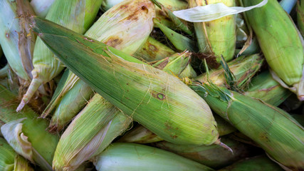 corn from garden yields