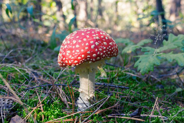 Close up of red Fly Amanita (Amanita Muscaria) in the forest in fall. Autumn colorful scene background in sunlight. Poisonous mushroom. Detail of toxic Fly Agaric in grass with leaves. Europe