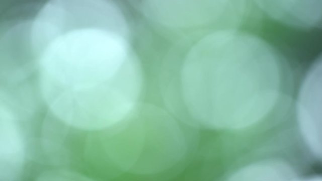 Beautiful green blur of fresh spring foliage of tree. Natural bokeh video background. Real time 4k footage.