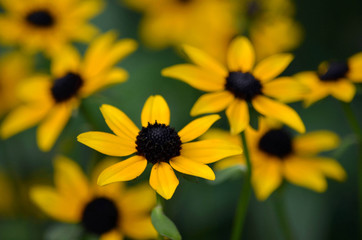 Black-eyed Susans