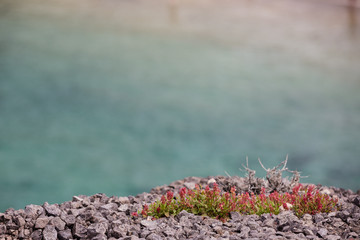 red flowers at a beach