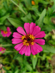 Close up beautiful pink or purple of zinnia flower blooming in the garden